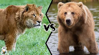 LIGER VS KODIAK BEAR - What If They Fought?