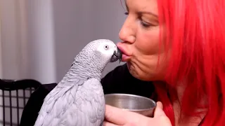 The LOST Parrot That Went VIRAL! | Heavy Petting