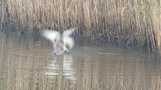 GH5  + OLYMPUS 300mm F4 LENS & MC-20 2X EXTENDER FILMING  WARRING GODWITS