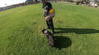 Cane Corso Protection training.   13 month old female Domina.