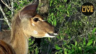 safariLIVE- Sunrise Safari - November 15, 2019