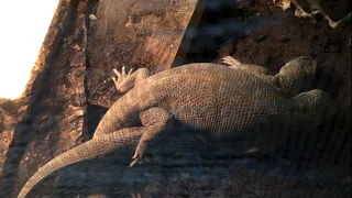 Savannah monitor mating 12-02-2021