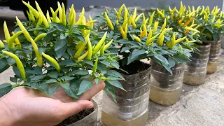 Growing peppers in plastic bottles is easy and requires no watering