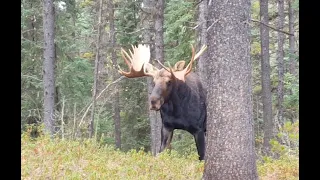 GIANT ALBERTA BULL '23