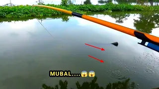 Mengerikan!! Tarikan ikan mas BESAR penghuni jembatan, Joran pancing sampai melengkung tajam