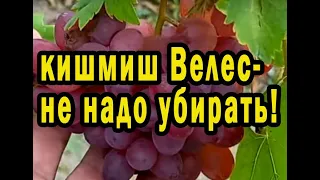 Кишмиш Велес - не надо удалять!!!!!