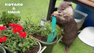 My Otter is My Cute Little Gardening Helper