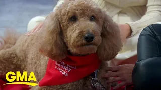 NYC program pairs students and therapy dogs to encourage reading