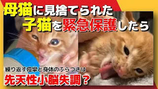 【神戸保護猫】母猫に見捨てられた子猫を緊急保護したら痙攣を繰り返す猫でした