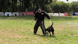 Rottweiler in French Ring