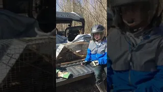 Racoons and chickens don't mix