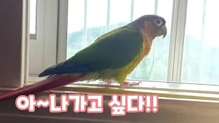 밖으로 나가고싶은 앵무새?뒷모습이 그렇게 보일뿐!!#코뉴어앵무새 #