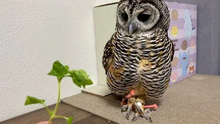 Owl and spring flowers