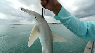 The ULTIMATE Bait... Jetty GIANTS CANNOT Resist