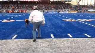 tee retrieving dog at Boise State