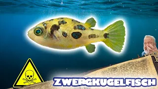 ZWERGKUGELFISCH | FISCHENZYKLOPÄDIE | ZOO ZAJAC