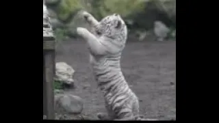 CUTEST Baby Tiger Videos That You Have To See - Cute Baby Animals // BABY TIGERS!