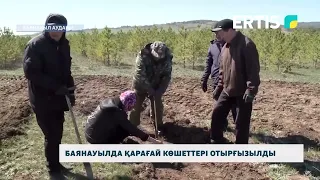 Баянауылда қарағай көшеттері отырғызылды