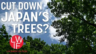 Why Japan Isn't Cutting Down Enough of its Trees