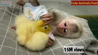 🐒🐒BiBi helps dad take care and feed the ducklings🙊|Cute Animals Fam