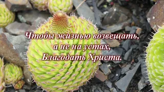 Научи меня любить