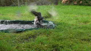 Magpie (Pica pica) in the bath. Sroka w kąpieli