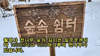 오대산 월정사 & 전나무 숲길  2024. 1. 21.