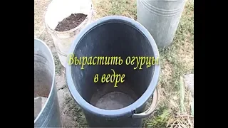 Метод выращивания огурцов. Повышаем урожайность.👍😛😋