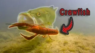 HOW Does A Bass Eat A Crawfish?? | Live Crawfish GoPro Footage (Vol. 2)