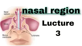 | nasal region | تشريح 
        مرحلة ثانية طب الأسنان