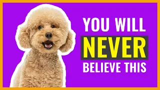 10 Interesting Poodle Facts That Will Surprise You!