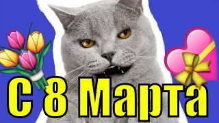 С 8 Марта 2019 видео поздравление женским Днём поздравления прикольное