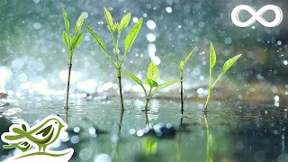 Raindrops • Relaxing Piano Music with Tropical Rain Sounds for Sleep, Work or Meditation