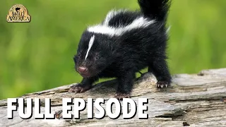 Wild America | S5 E10 'Wild Babies' | Full Episode | FANGS