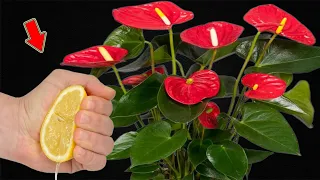 1 Drop Per Tree! Anthurium Without Flowers Suddenly Blooms Continuously