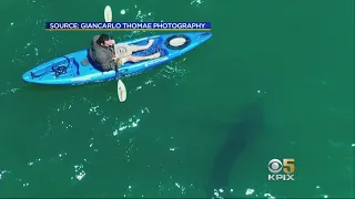 Great White Shark Sightings on the Rise in Monterey Bay