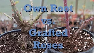 Own Root vs. Grafted Roses