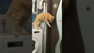 Какие они прикольные! 😻😸 Только посмотри на этих котиков 🥰😼 #shorts