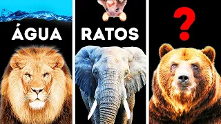 4 Animais que Têm Medo de Coisas Inusitadas