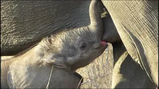 Small Baby Elephant Nursing