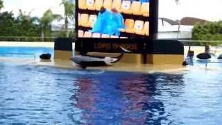 Orcas Show in Loro Park, Tenerife/ Шоу касаток в Лоро-парке, Тенерифе