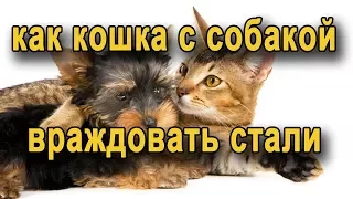 Сказка о том как кошка и собака враждовать стали. Сказка на ночь.