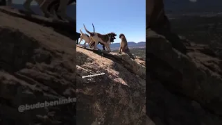 PUMA  VS  DOGS  INTENSE FIGHT 🔥🔥🔥