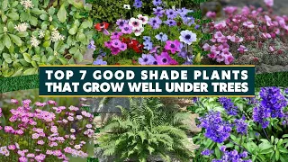 Top 7 Good Shade Plants That Grow Well Under Trees 🌱🌷