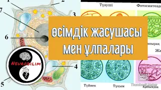 Өсімдік жасушасы мен ұлпалары! ҰБТ биология