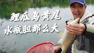 水瓶膽那麽大的黃尾，妳見過嗎？