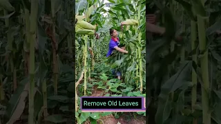 Corn Farming Techniques 😎 #satisfying #short
