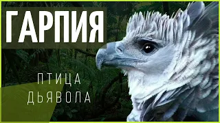 Птица дьявола! почему индейцы ее боялись? Южноамериканская гарпия