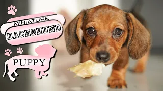 Miniature Dachshund | We got a puppy!