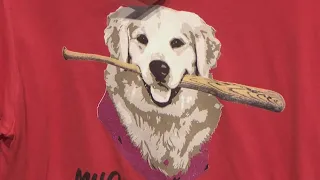 'Milo the Bat Dog' remembered as charity-raising retriever for Red Wings